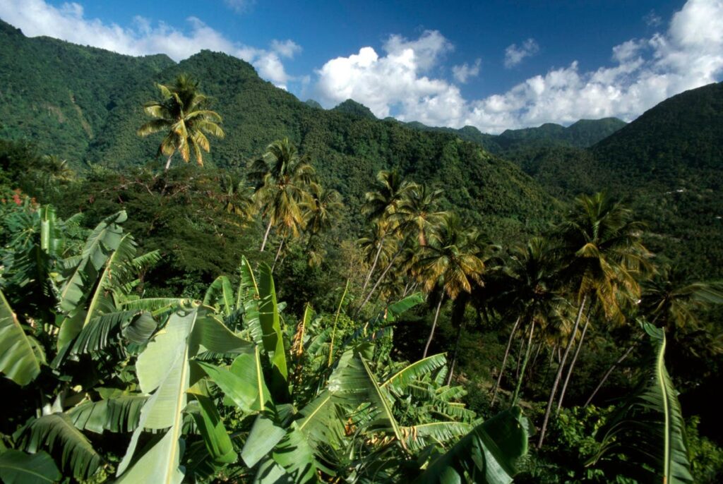 The Island Of St. Lucia Is Almost Carbon Negative But A Climate Victim